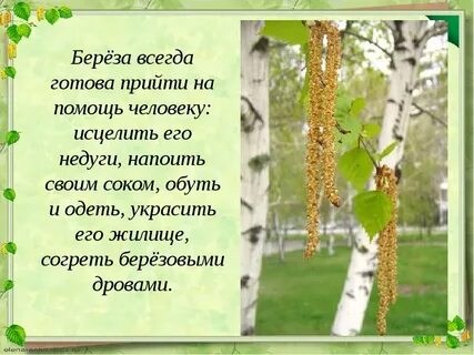 Берёза всегда готова прийти на помощь человеку: исцелить его недуги, напоит...