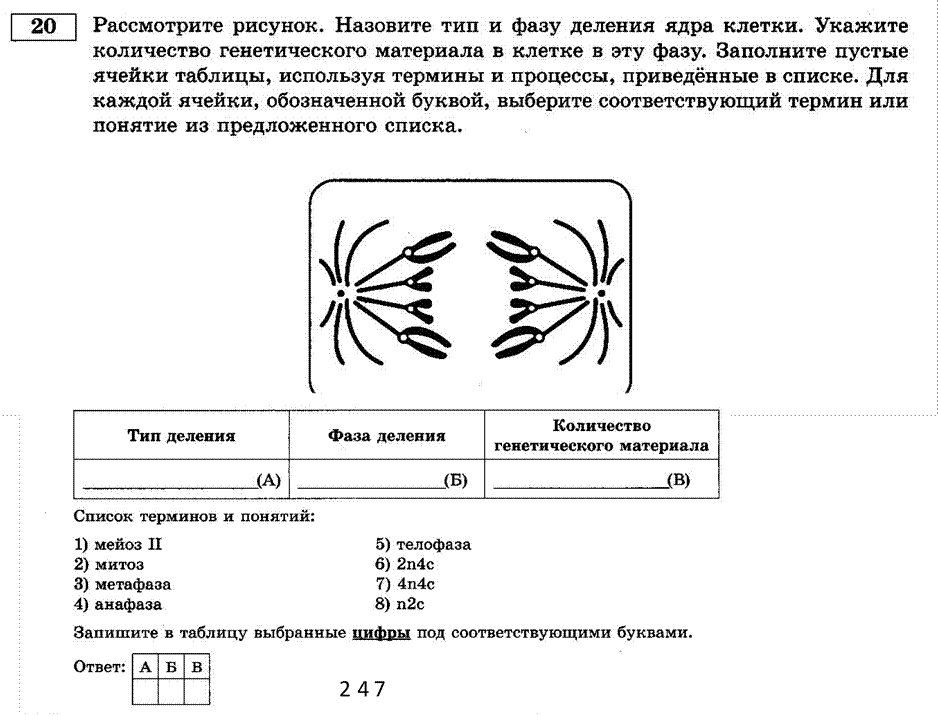 Тип и фаза деления. Определите Тип и фазу деления клетки изображенной на рисунке.