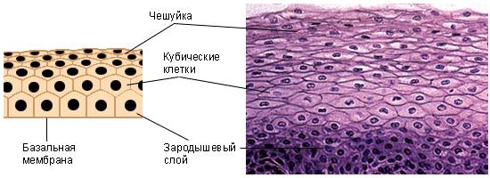 http://pochit.ru/pars_docs/refs/27/26419/26419_html_2f33c5a0.png