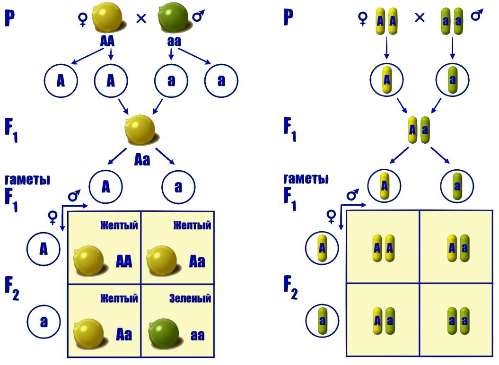 Схемы скрещивания 1 и 2 закон менделя