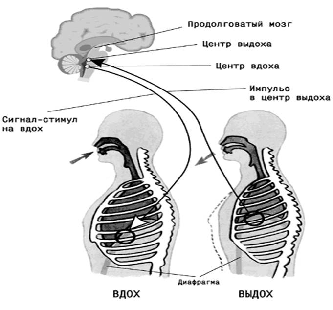 Схема вдоха и выдоха человека