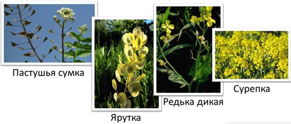 https://fsd.videouroki.net/products/conspekty/bio6/41-klass-dvudol-nyie-siemieistvo-kriestotsvietnyie.files/image008.jpg