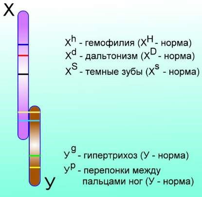 Одинаковые гены. Гемофилия гипертрихоз дальтонизм. Аллель Гена дальтонизма. Ген, локализованный в х-хромосоме матери, унаследуют. Гемизиготные гены в х хромосоме.