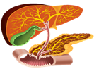 https://videouroki.net/videouroki/conspekty/bio8/47-zhieliezy-vnieshniei-vnutrienniei-i-smieshannoi-siekrietsii.files/image012.png