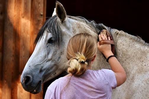 https://wikipet.ru/uploads/posts/2018-10/1539695222_horse-love-1.jpg