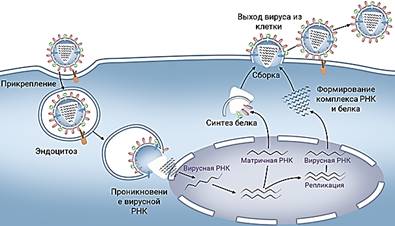 https://fsd.videouroki.net/products/conspekty/bio10/20-nekletochnye-formy-zhizni-virusy-i-bakteriofagi.files/image007.png