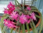 aporocactus flageliformis