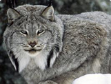 http://www.zoo-ekzo.ru/sites/default/files/styles/large/public/lynx_canadensi.jpg?itok=mSmRrgcV