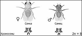 https://fsd.videouroki.net/products/conspekty/bio9/25-sceplennoe-nasledovanie-priznakov-hromosomnaya-teoriya-nasledstvennosti.files/image005.jpg