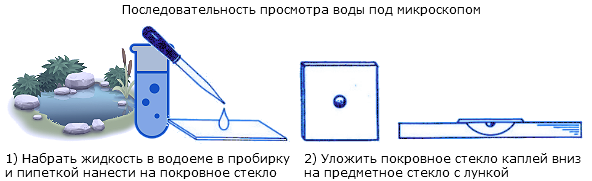 Последовательность просмотра воды под микроскопом