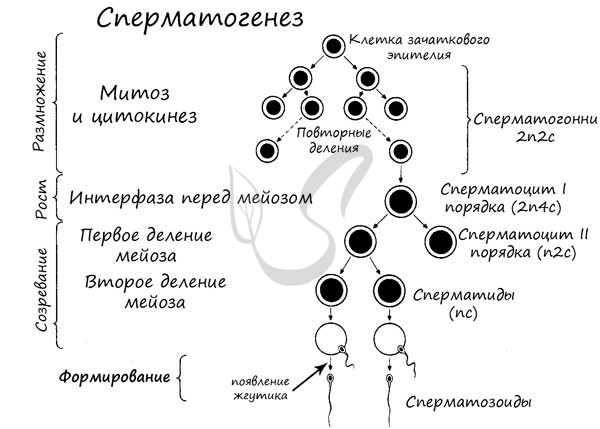 Сперматогенез