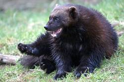 rosomaha