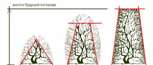 Схема формирования живой изгороди