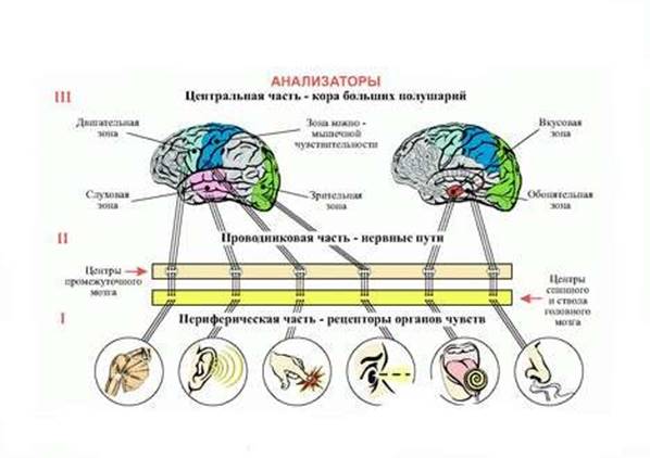 Характеристика органов чувств в свете учения об анализаторах общий план их строения