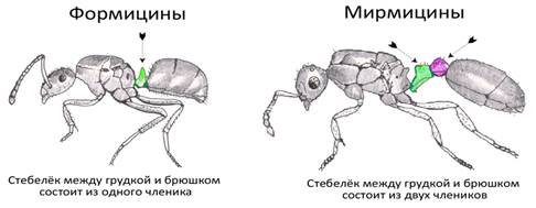 Мирмицины и формицины