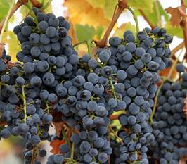 https://upload.wikimedia.org/wikipedia/commons/thumb/6/65/Wine_grapes07.jpg/800px-Wine_grapes07.jpg