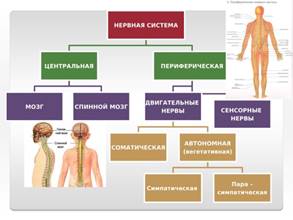 https://myslide.ru/documents_7/f80f2166c969d2e93ef9a098dab60a48/img3.jpg