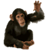 https://e7.pngegg.com/pngimages/831/281/png-clipart-common-chimpanzee-orangutan-gorilla-monkey-monkey-mammal-image-file-formats.png