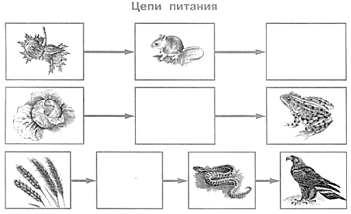 ᐉ Цепи питания в лесу 3 класс: цепочка животных кто кого ест - zooshop-76.ru