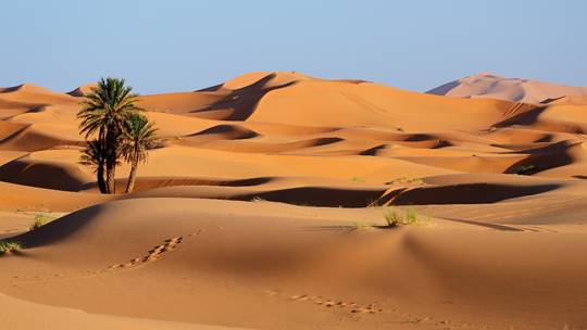 https://s1.1zoom.me/b5050/960/Morocco_Desert_Erg_Chebbi_Sand_Palms_Footprints_587926_3840x2160.jpg