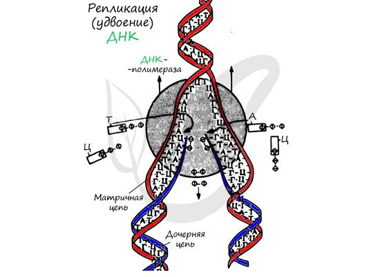 Репликация ДНК