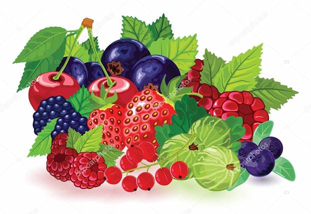 https://st4.depositphotos.com/21408458/29236/v/1600/depositphotos_292364012-stock-illustration-blueberry-blackberry-gooseberry-red-and.jpg