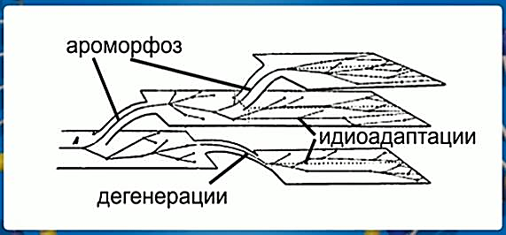 Ароморфоз, дегенерация и адаптация в виде ступеней, отражающих уровень сложности (положение ступени выше или ниже другой) и разнообразие (ширина ступени) таксонов в процессе эволюционного развития