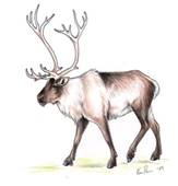 http://lodeinoe.ucoz.ru/CAAMI17/Reindeer-Drawings-New-Calendar-Template-Site-with-.jpg