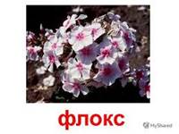 ÐšÐ°Ñ€Ñ‚Ð¸Ð½ÐºÐ¸ Ð¿Ð¾ Ð·Ð°Ð¿Ñ€Ð¾ÑÑƒ Ñ†Ð²ÐµÑ‚Ñ‹ Ñ„Ð»Ð¾ÐºÑ Ð´Ð»Ñ Ð´ÐµÑ‚ÐµÐ¹ Ñ„Ð¾Ñ‚Ð¾