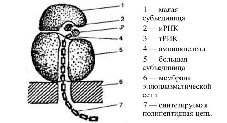 Схема строения рибосом