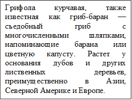 Грифола курчавая, также известная как гриб-баран — съедобный гриб с многочисленными шляпками, напоминающие барана или цветную капусту. Растет у основания дубов и других лиственных деревьев, преимущественно в Азии, Северной Америке и Европе.