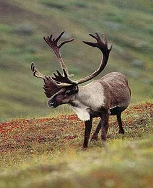 caribou-tp-400h