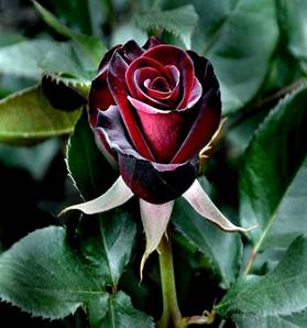 Черный принц — идеально черная роза | О розе