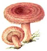 отравление условно съедобными грибами – волнушками