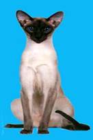 Сиамская кошка