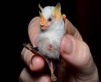 Белый листонос фото (лат. Ectophylla alba) 