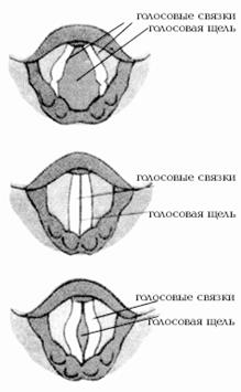 Положение голосовых связок