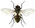 Musca domestica