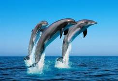 http://animalworld.com.ua/images/2013/September/Akva/Dolphins/Birds_5.jpg