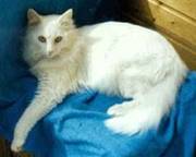 ангорская кошка, турецкая ангора, фото, фотография