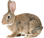 https://fsd.multiurok.ru/html/2017/06/10/s_593c20c106f0f/645835_11.png