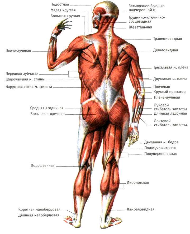 Скелетные мышцы анатомия