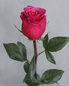 Роза Чери | Доставка цветов – Эдем