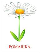 ÐšÐ°Ñ€Ñ‚Ð¸Ð½ÐºÐ¸ Ð¿Ð¾ Ð·Ð°Ð¿Ñ€Ð¾ÑÑƒ Ñ†Ð²ÐµÑ‚Ñ‹ Ñ€Ð¾Ð¼Ð°ÑˆÐºÐ° Ð´Ð»Ñ Ð´ÐµÑ‚ÐµÐ¹ Ñ„Ð¾Ñ‚Ð¾