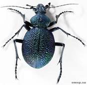 http://omop.su/images/67/Carabus_%28Procerus%29_scabrosus_caucasicus.jpg