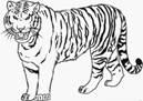 http://gianfreda.net/wp-content/uploads/2016/04/free-printable-tiger-roar-coloring-pages-for-kids.jpg