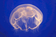 jellyfish2.gif