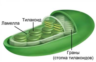 https://static-interneturok.cdnvideo.ru/content/konspekt_image/271335/19264f30_60b1_0133_f4a5_12313c0dade2.jpg