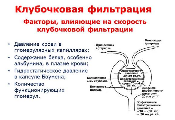 Клубочковая фильтрация канальцевая реабсорбция