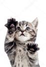 depositphotos_10500673-stock-photo-funny-standing-playful-kitten-isolated.jpg